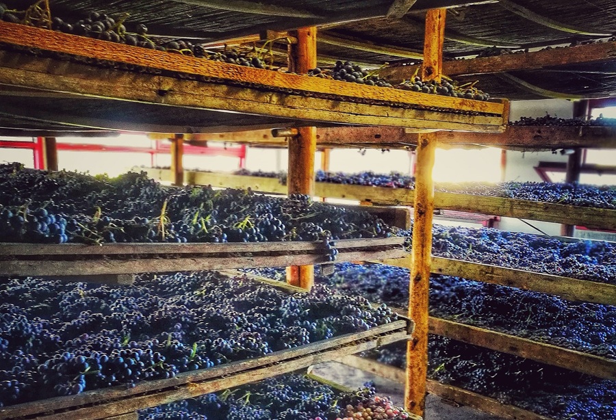 Appassimento - appassimento delle uve per i vini della Valpolicella