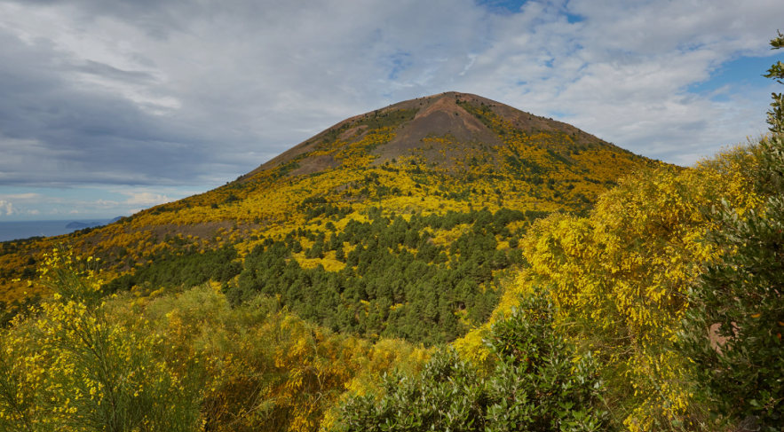 Ginestra nel Parco Nazionale del Vesuvio © Carlo Falanga https://www.parconazionaledelvesuvio.it/