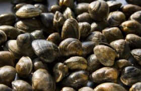 L’ondata di caldo fa morire vongole e cozze del Delta del Po