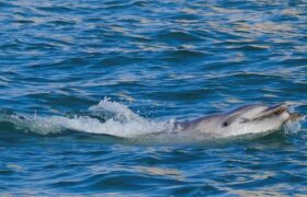 L’aumento degli avvistamenti di delfini a Venezia segnala l’esaurimento dell’Adriatico