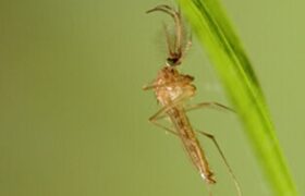 L’Italia vede il virus del Nilo occidentale diffondersi ulteriormente